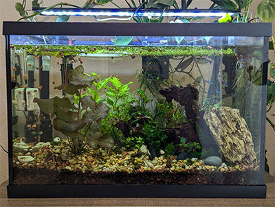 Planted Freshwater Aquarium